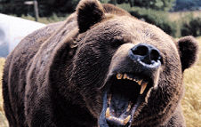 bear_attack.jpg